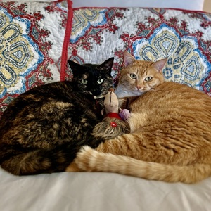 Fundraising Page: Kathy Kenneally